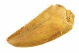 Serrated, Raptor Tooth - Real Dinosaur Tooth #295735-1